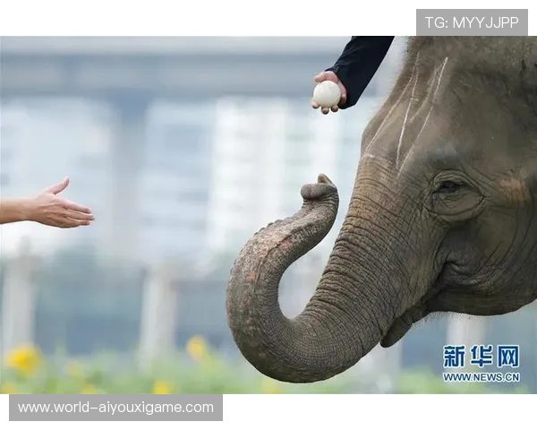 大象马球：贵族的猎奇运动，大象马凳价格和图片镀锌钢